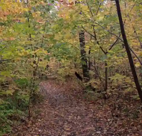 Image of Walnut Woods Trail park in London, Ontario, Canada Image of Walnut Woods Trail park in london, ontario, canada