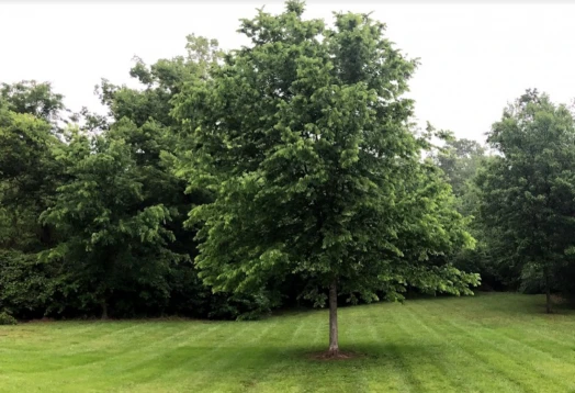 Image of Hawthorne Park park in Warrensburg, Missouri, United States Image of Hawthorne Park park in warrensburg, missouri, united-states