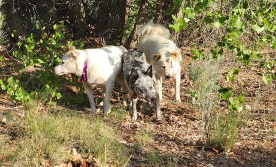 Image of Atalaya - Lower Trailhead park in Santa Fe, Texas, United States Image of Atalaya - Lower Trailhead park in santa-fe, texas, united-states