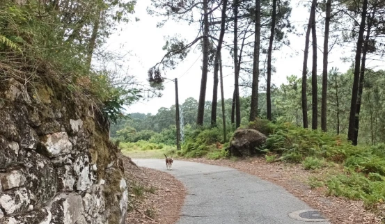 Image of Monte Aloia park in Val do Dubra, Galicia, Spain Image of Monte Aloia park in val-do-dubra, galicia, spain