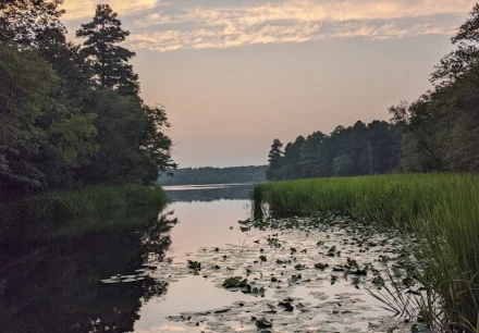 Image of Tyler State Park park in Tyler, Texas, United States Image of Tyler State Park park in tyler, texas, united-states