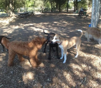 Image of Charles "Chuck" Williams Memorial Dog Park park in Windsor, California, United States Image of Charles "Chuck" Williams Memorial Dog Park park in windsor, california, united-states