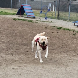 Image of Todd Beamer Dog Park park in Fresno, California, United States Image of Todd Beamer Dog Park park in fresno, california, united-states