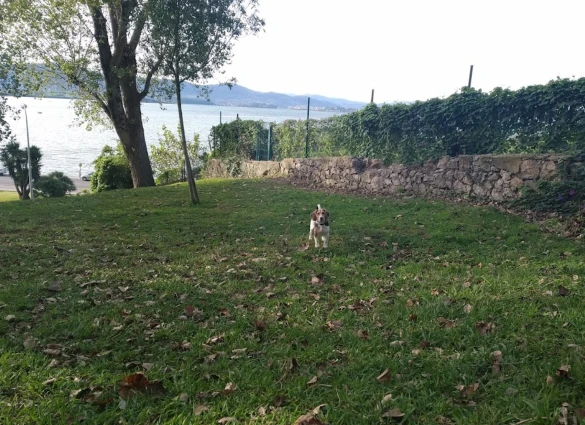 Image of Zona De Recreo Para Perros park in Santander, Cantabria, Spain Image of Zona De Recreo Para Perros park in santander, cantabria, spain