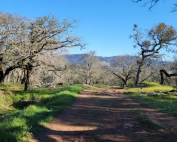 Image of Howarth Park - On-Leash Dog Friendly park in Santa Rosa, California, United States Image of Howarth Park - On-Leash Dog Friendly park in santa-rosa, california, united-states