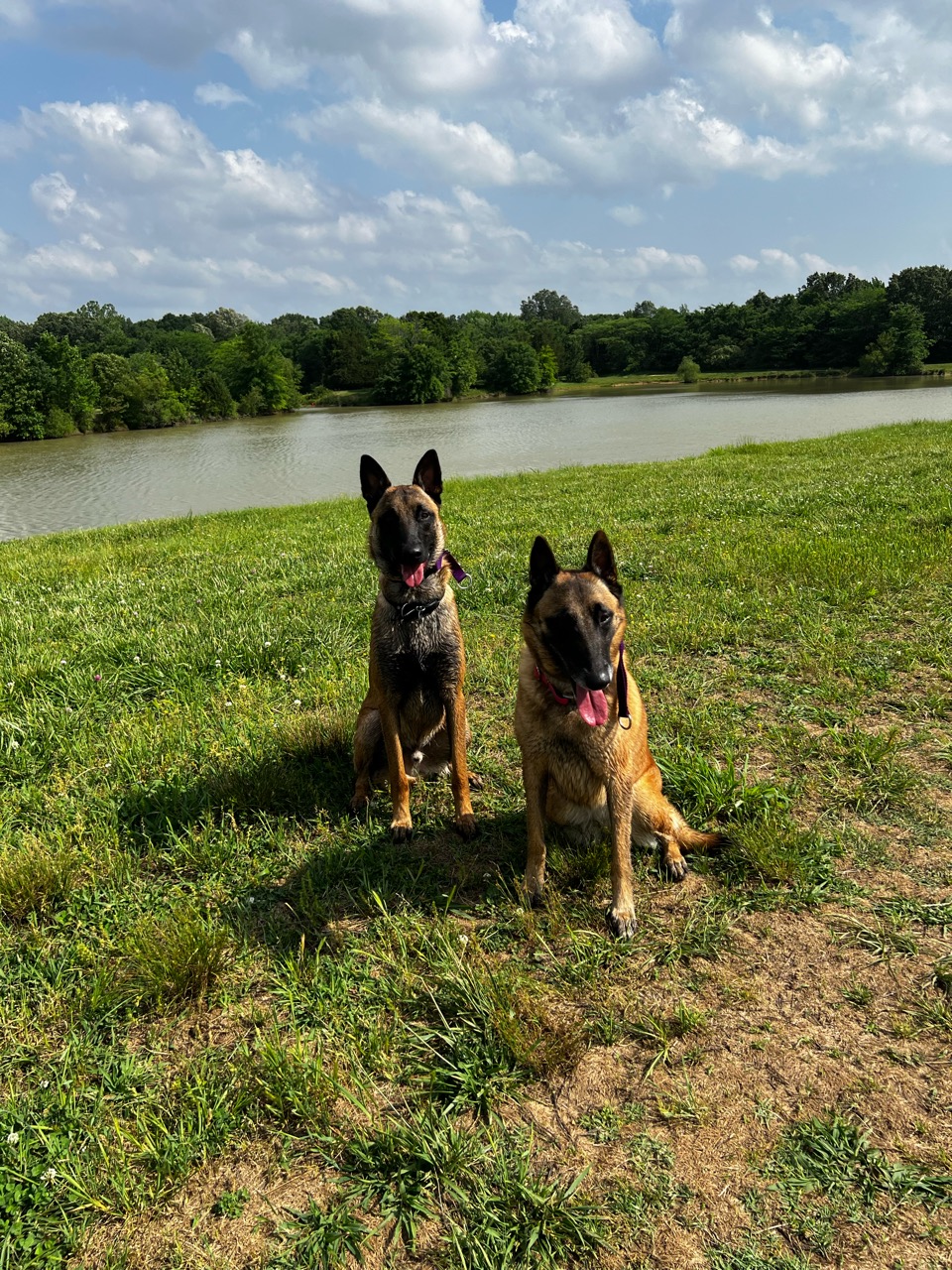 Image of Shelby Farms Dog Park park in memphis, tennessee, united-states