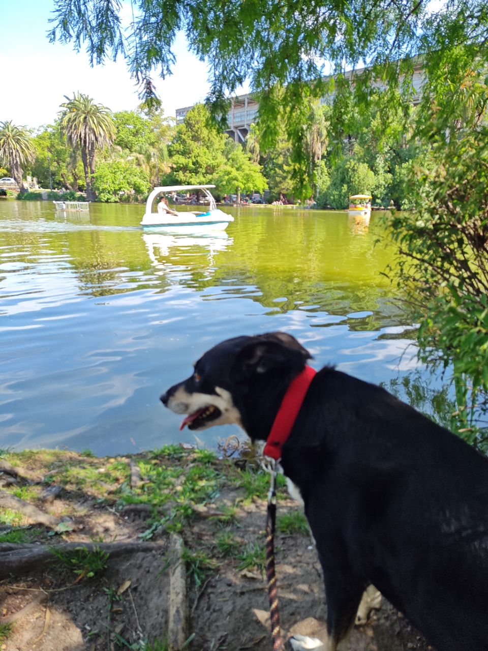 Image of Parque Saavedra park in la-plata, buenos-aires, argentina