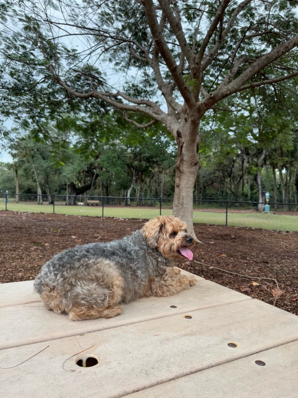 Image of Bonita Springs Dog Park park in Bonita Springs, Florida, United States Image of Bonita Springs Dog Park park in bonita-springs, florida, united-states