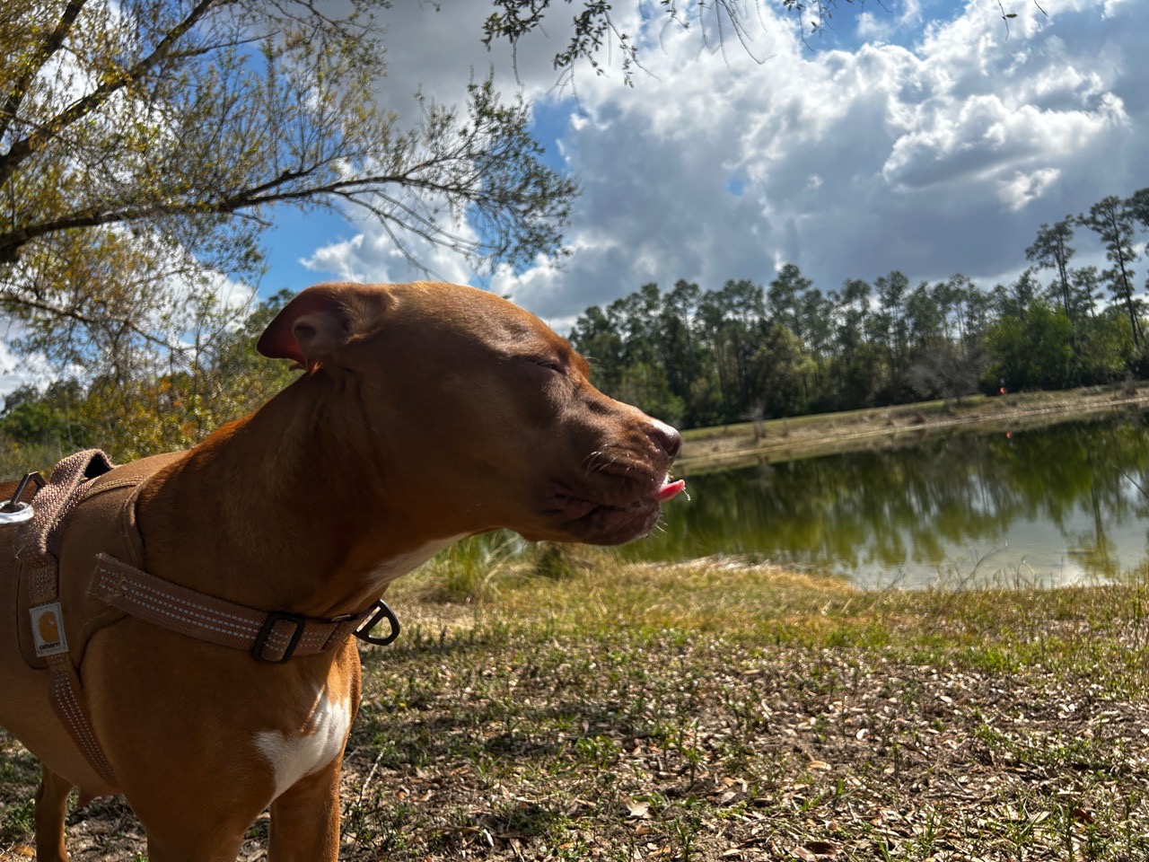 Image of Three Oaks Park park in Fort Myers, Florida, United States Image of Three Oaks Park park in fort-myers, florida, united-states