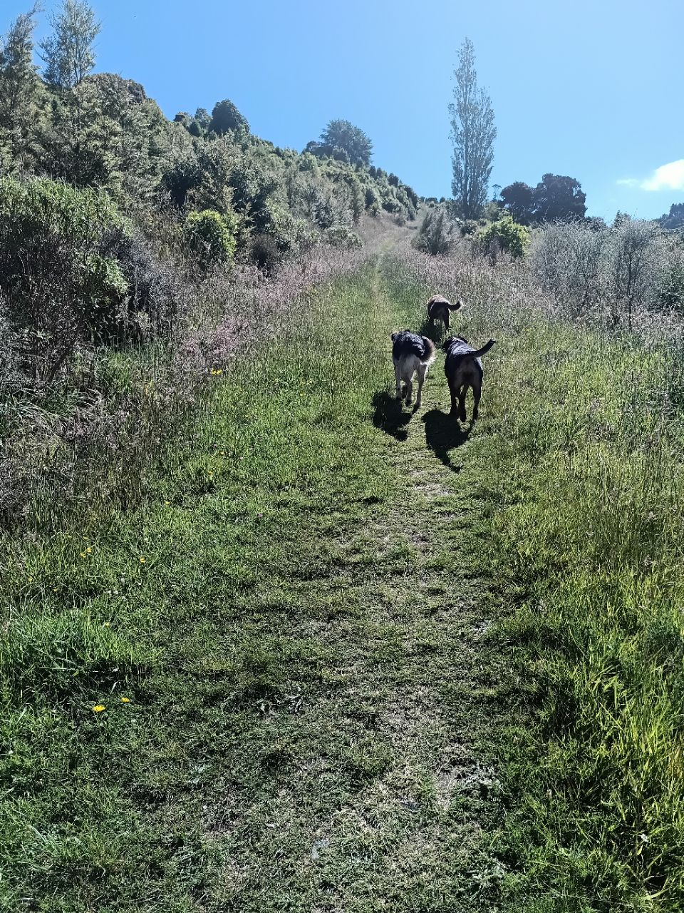 Image of Frasers Gully Bush Walk park in Dunedin, Otago, New Zealand Image of Frasers Gully Bush Walk park in dunedin, otago, new-zealand