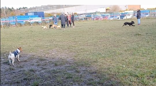 Image of Cwtchy Canines (Private) park in Llanelli, Wales, United Kingdom Image of Cwtchy Canines (Private) park in llanelli, wales, united-kingdom