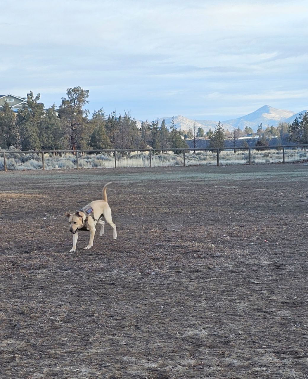 Image of Weigand Family Dog Park park in Redmond, Oregon, United States Image of Weigand Family Dog Park park in redmond, oregon, united-states