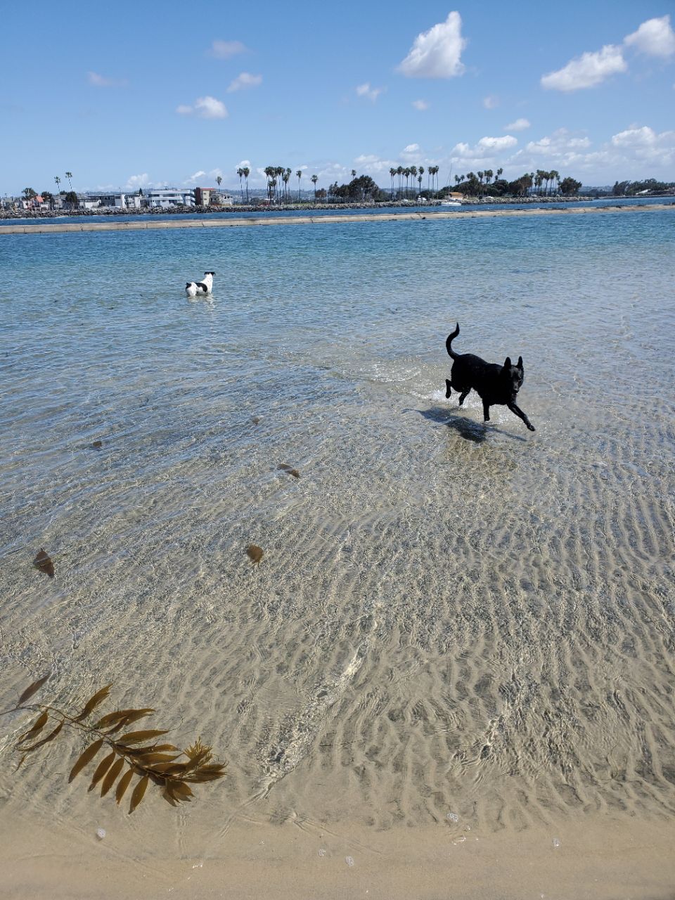Image of Dog Beach (Smiley Lagoon) park in San Diego, California, United States Image of Dog Beach (Smiley Lagoon) park in san-diego, california, united-states