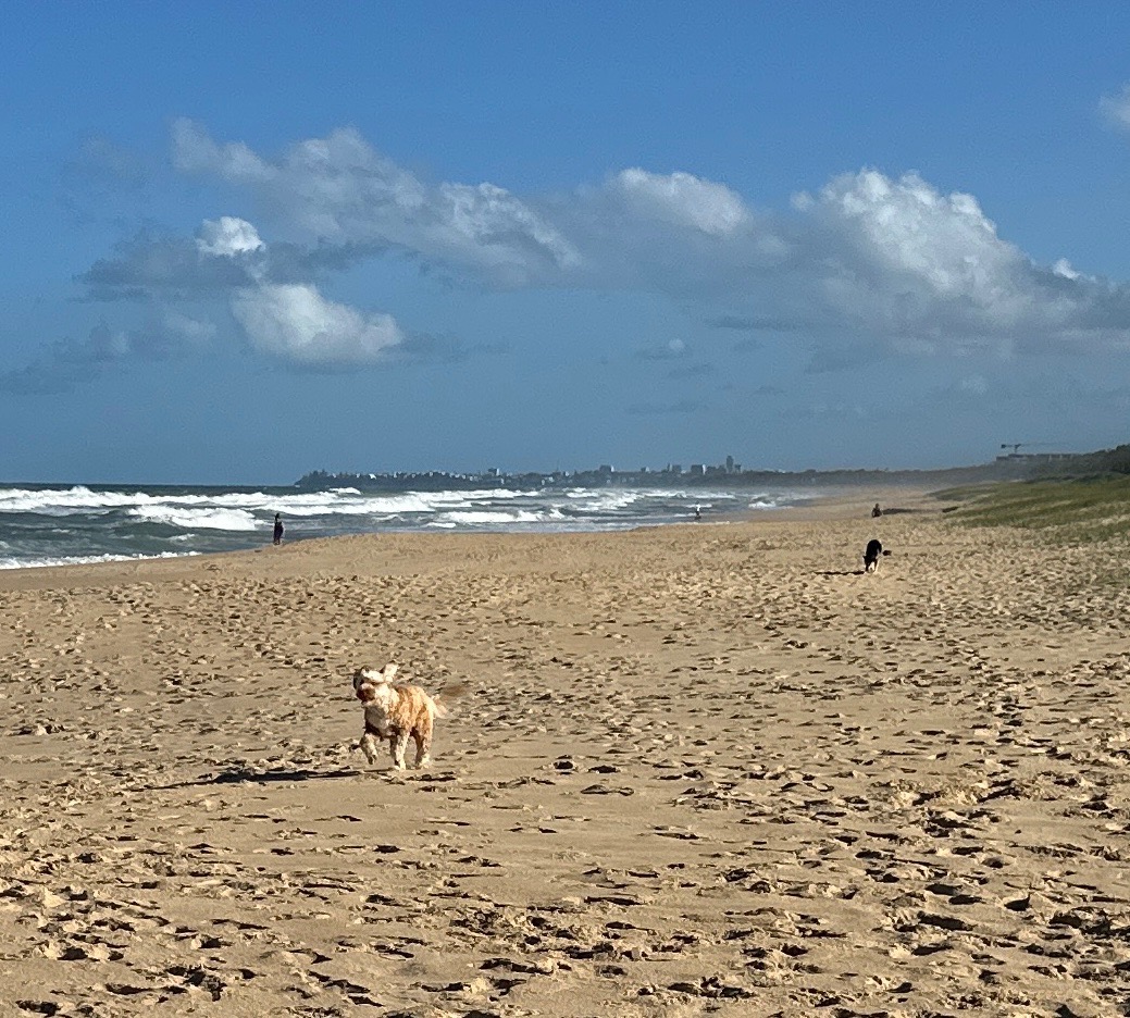 Image of Dog Friendly Beach access 226-247 park in Sunshine Coast Regional, Queensland, Australia Image of Dog Friendly Beach access 226-247 park in sunshine-coast-regional, queensland, australia
