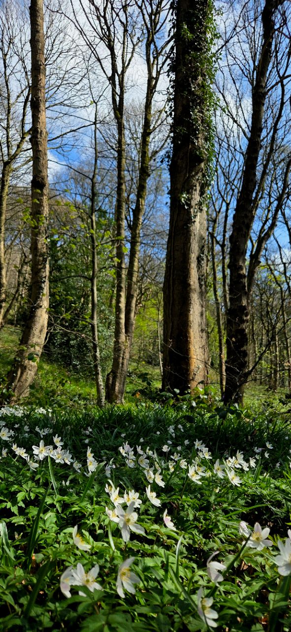 Image of Beeley Wood park in Sheffield, England, United Kingdom Image of Beeley Wood park in sheffield, england, united-kingdom