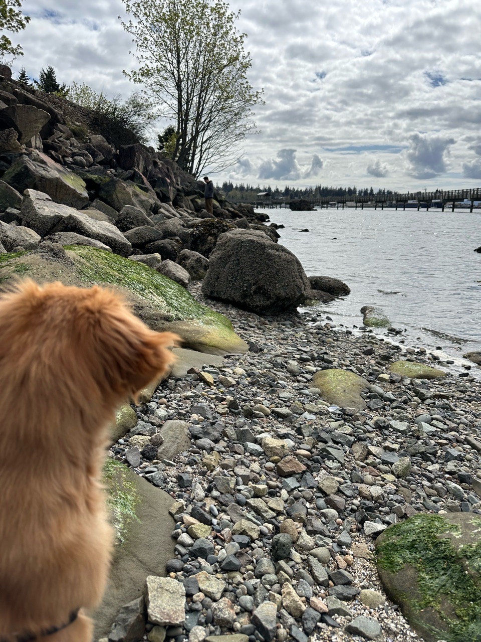 Image of Boulevard Park park in Bellingham, Washington, United States Image of Boulevard Park park in bellingham, washington, united-states