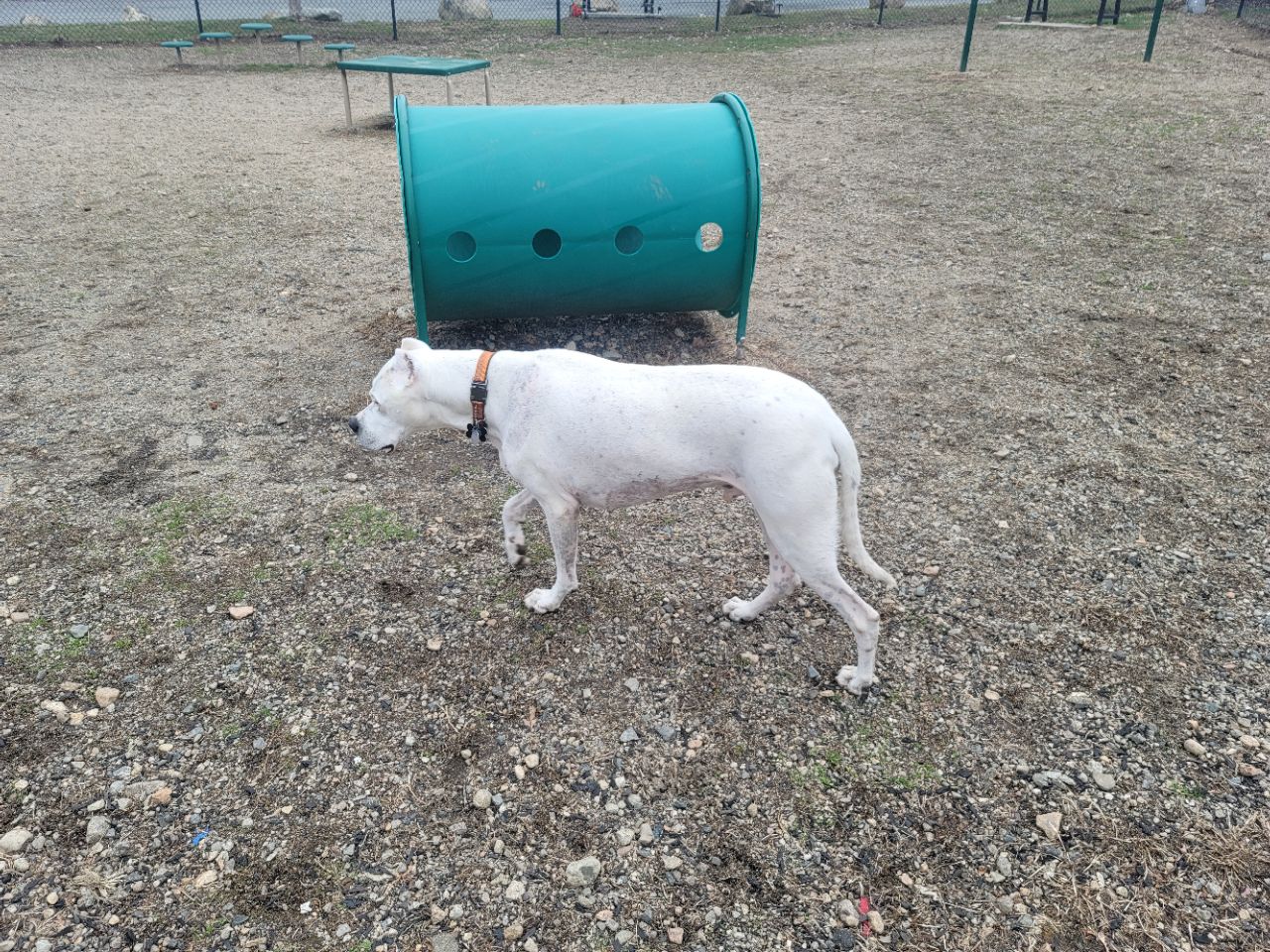 Image of Gloucester Dog Park park in Gloucester, Massachusetts, United States Image of Gloucester Dog Park park in gloucester, massachusetts, united-states