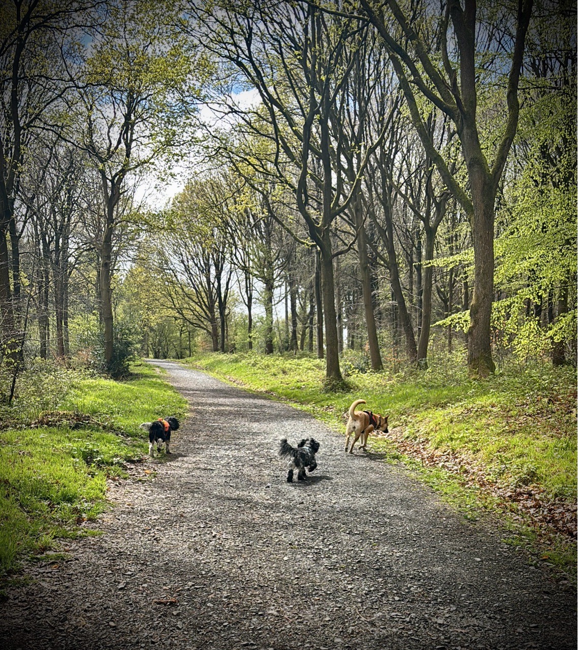 Image of Wyre Forest Nature Reserve park in Worcestershire, England, United Kingdom Image of Wyre Forest Nature Reserve park in worcestershire, england, united-kingdom