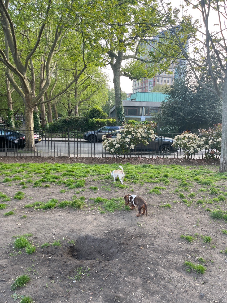 Image of Swan Street Dog Park park in London, England, United Kingdom Image of Swan Street Dog Park park in london, england, united-kingdom