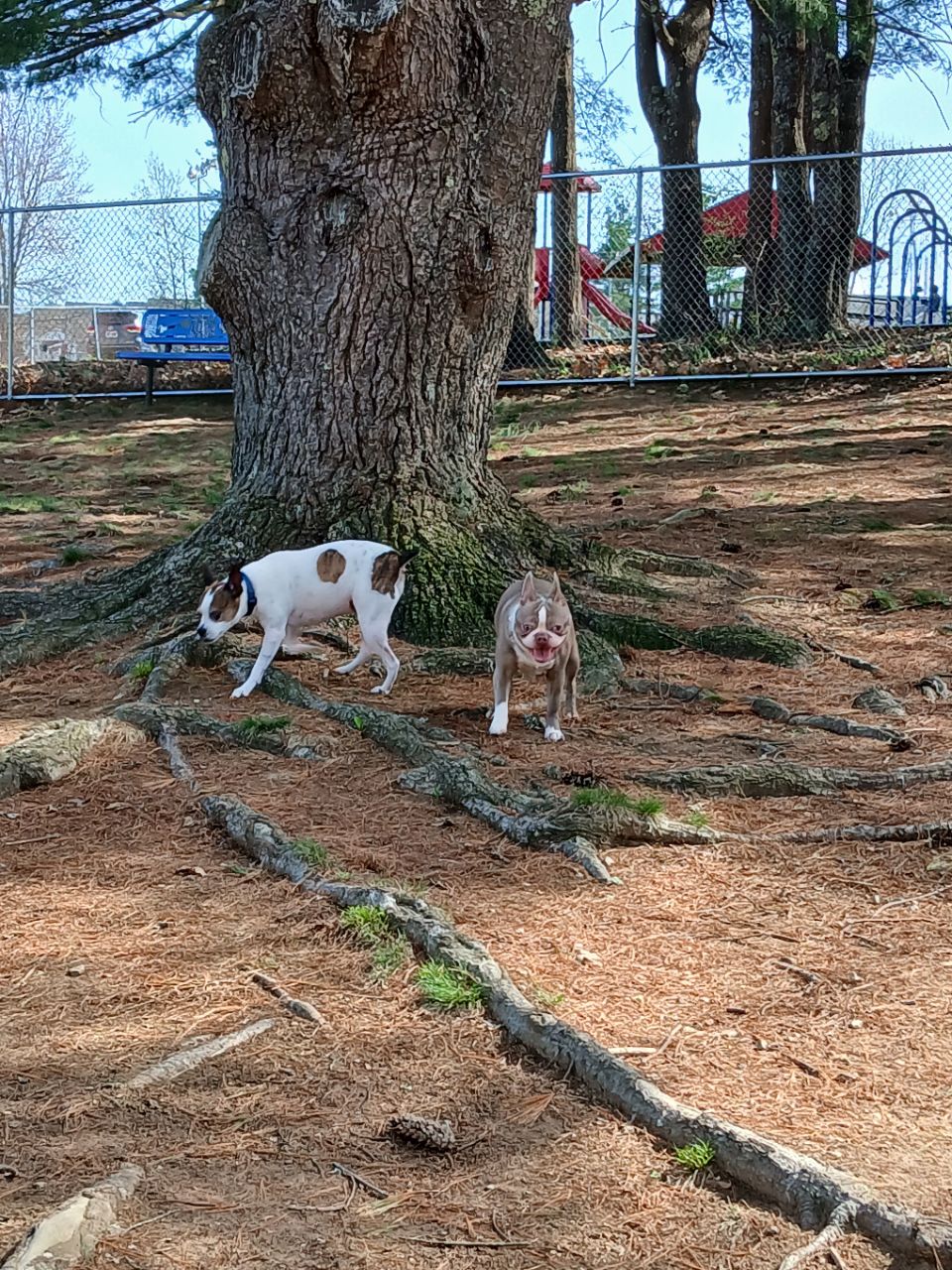 Image of Millennium Park Dog Run park in Somersworth, New Hampshire, United States Image of Millennium Park Dog Run park in somersworth, new-hampshire, united-states