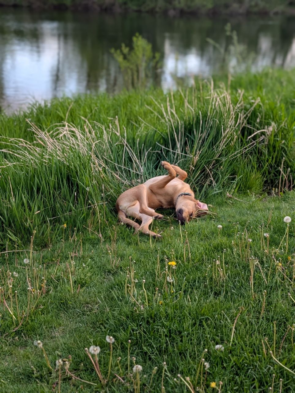 Image of Homestead Howl Dog Park park in Germantown, Maryland, United States Image of Homestead Howl Dog Park park in germantown, maryland, united-states