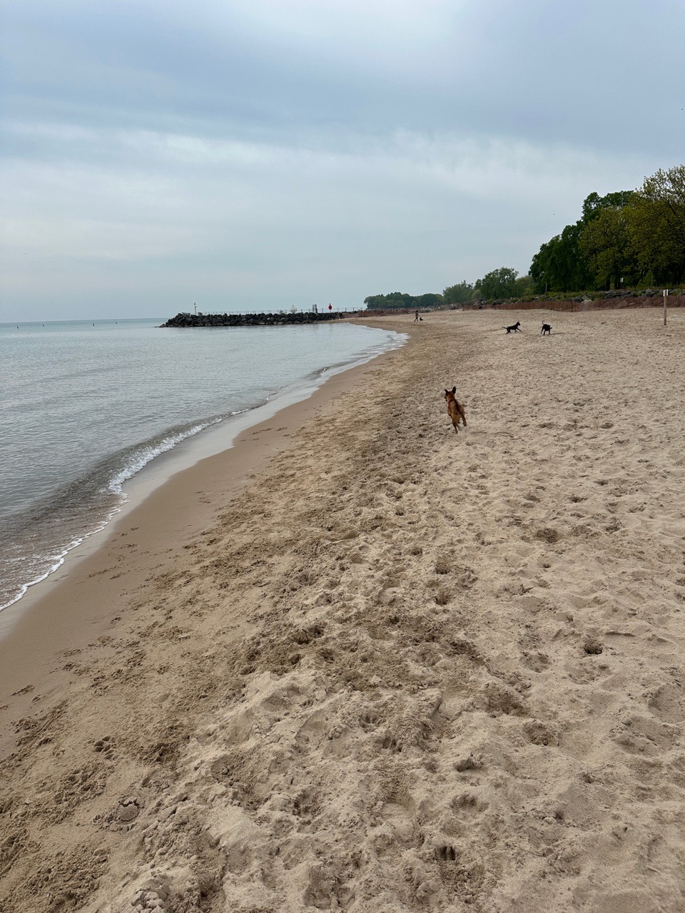 Image of Evanston Dog Beach park in evanston, illinois, united-states