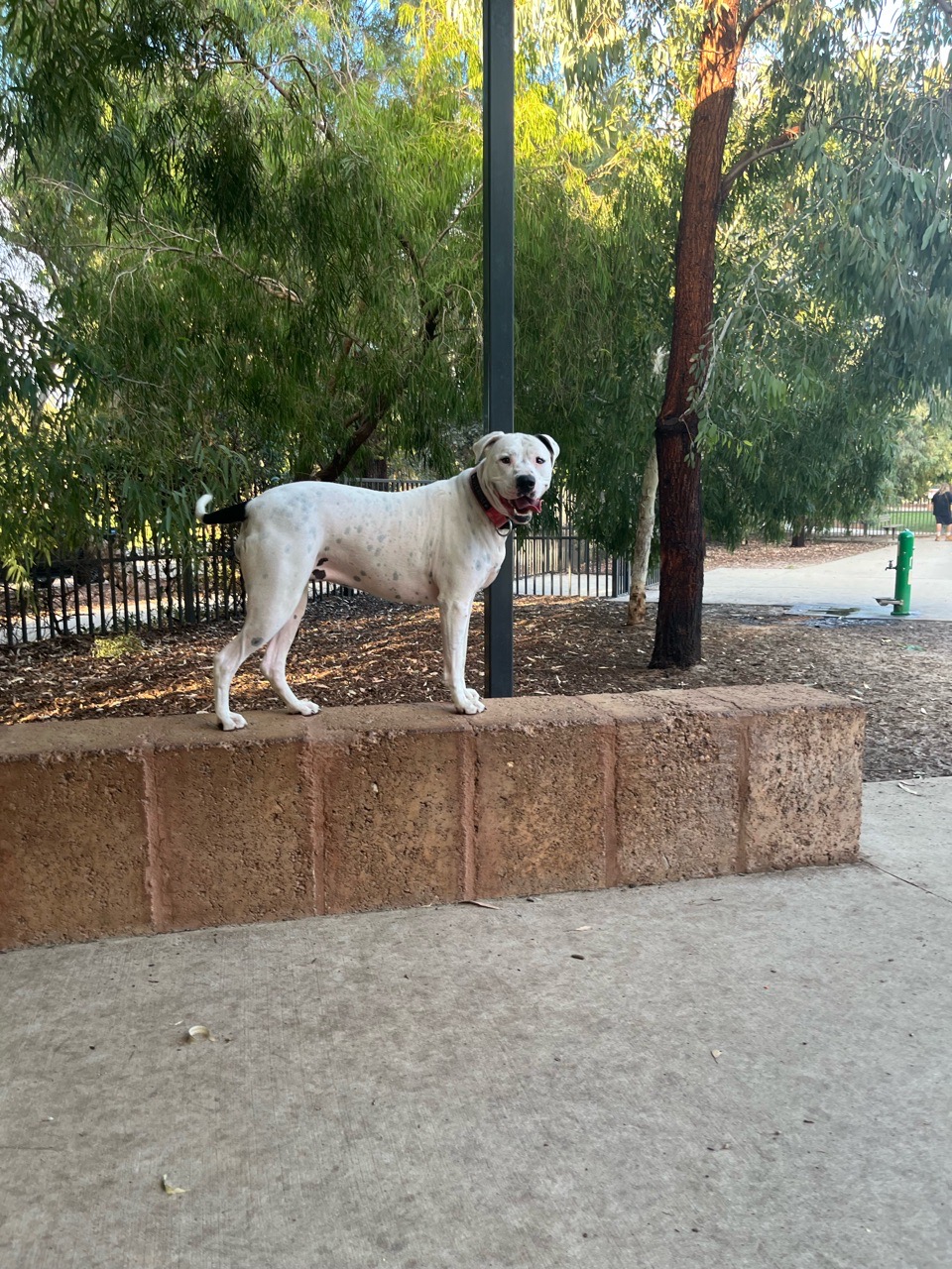 Image of John Dunn Memorial Park Dog Park park in Kelmscott, Western Australia, Australia Image of John Dunn Memorial Park Dog Park park in kelmscott, western-australia, australia