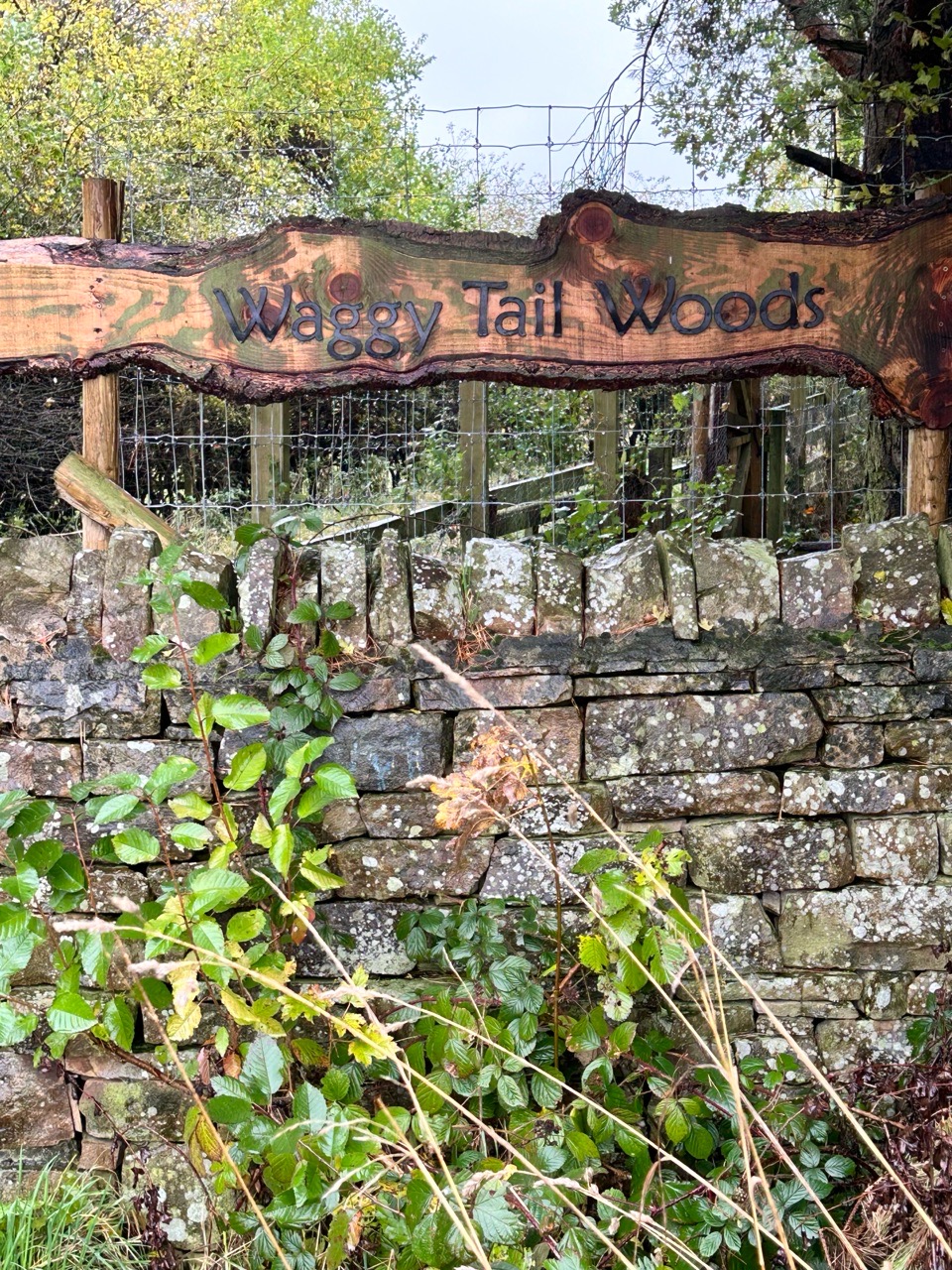 Image of Waggy Tail Woods park in Bishop Auckland, England, United Kingdom Image of Waggy Tail Woods park in bishop-auckland, england, united-kingdom