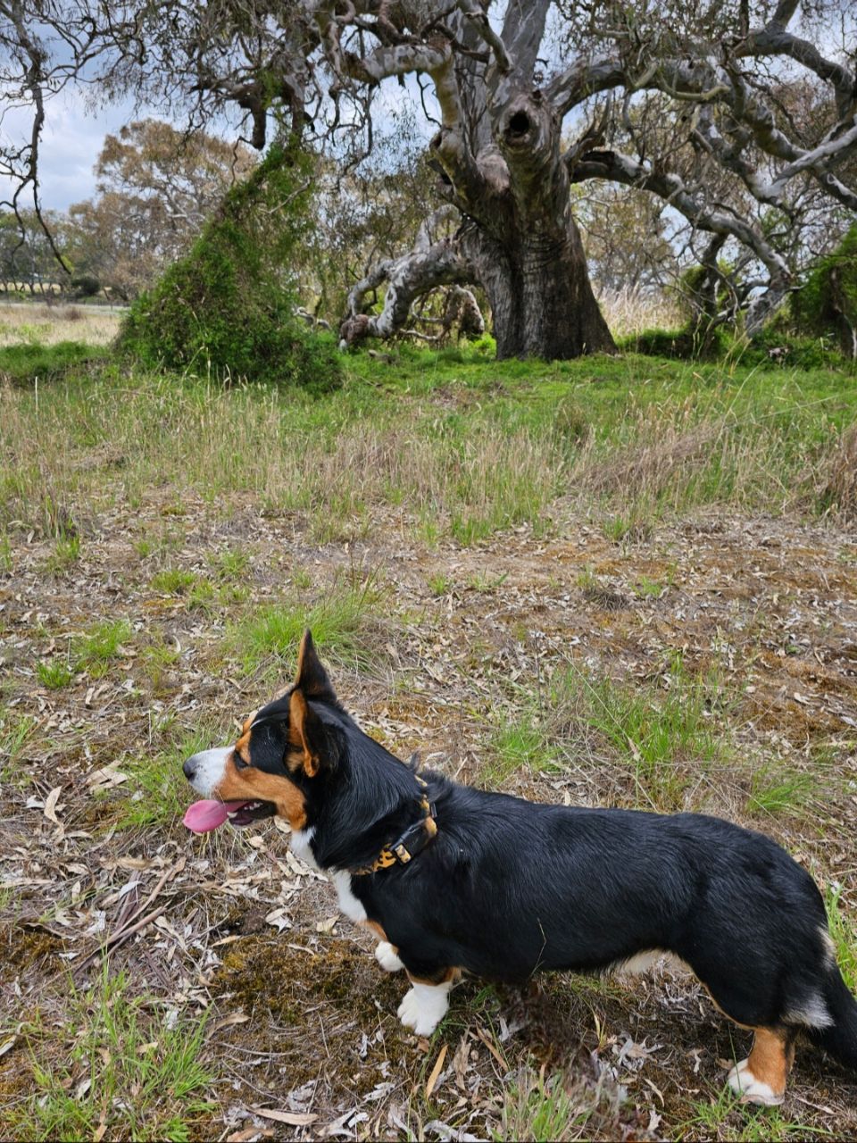 Image of Greenvale Recreation Reserve Dog Off Leash Area park in Melbourne, Melbourne, Australia Image of Greenvale Recreation Reserve Dog Off Leash Area park in melbourne, melbourne, australia