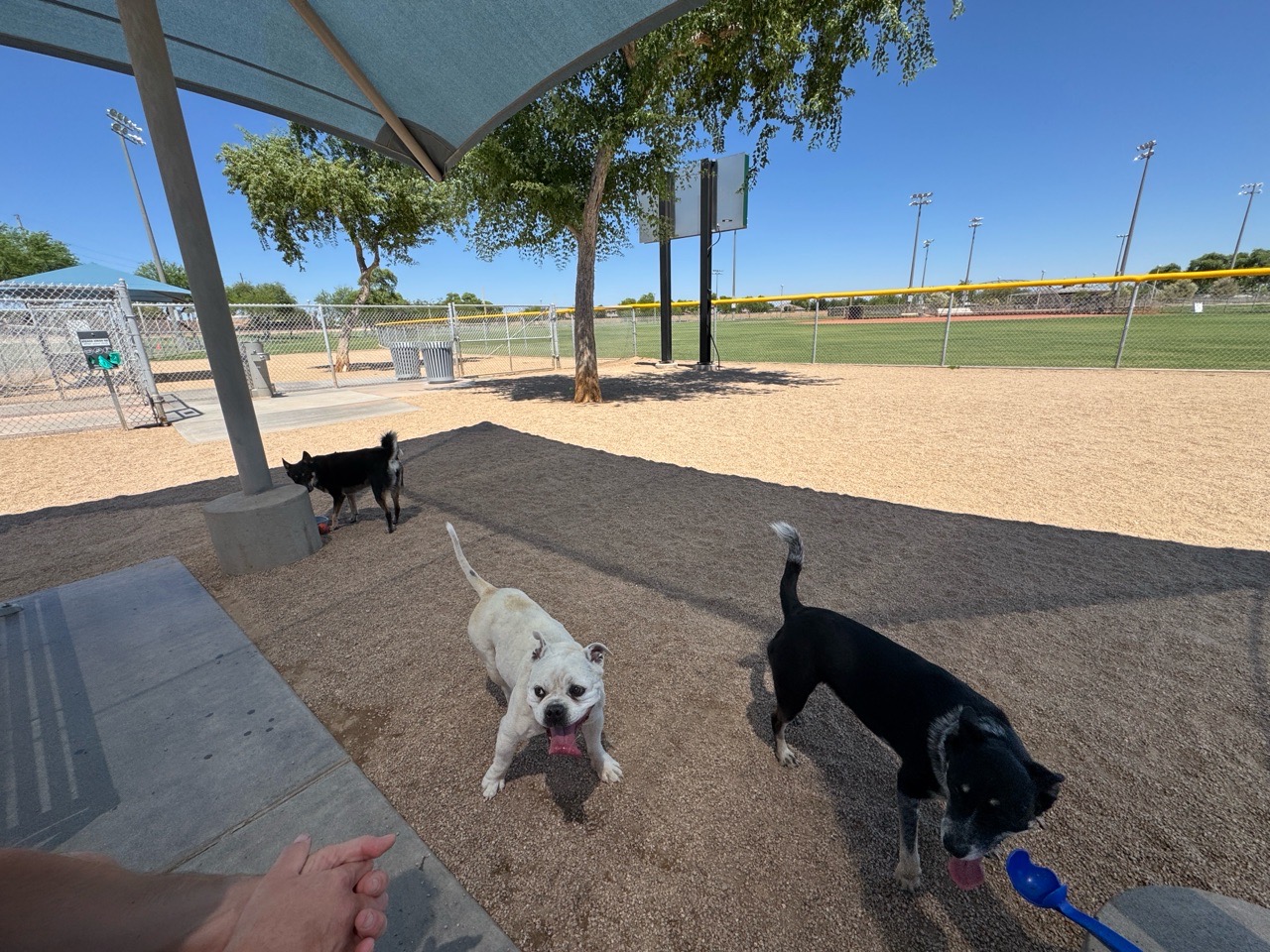 Image of Goodyear Community Park Dog Park park in Goodyear, Arizona, United States Image of Goodyear Community Park Dog Park park in goodyear, arizona, united-states