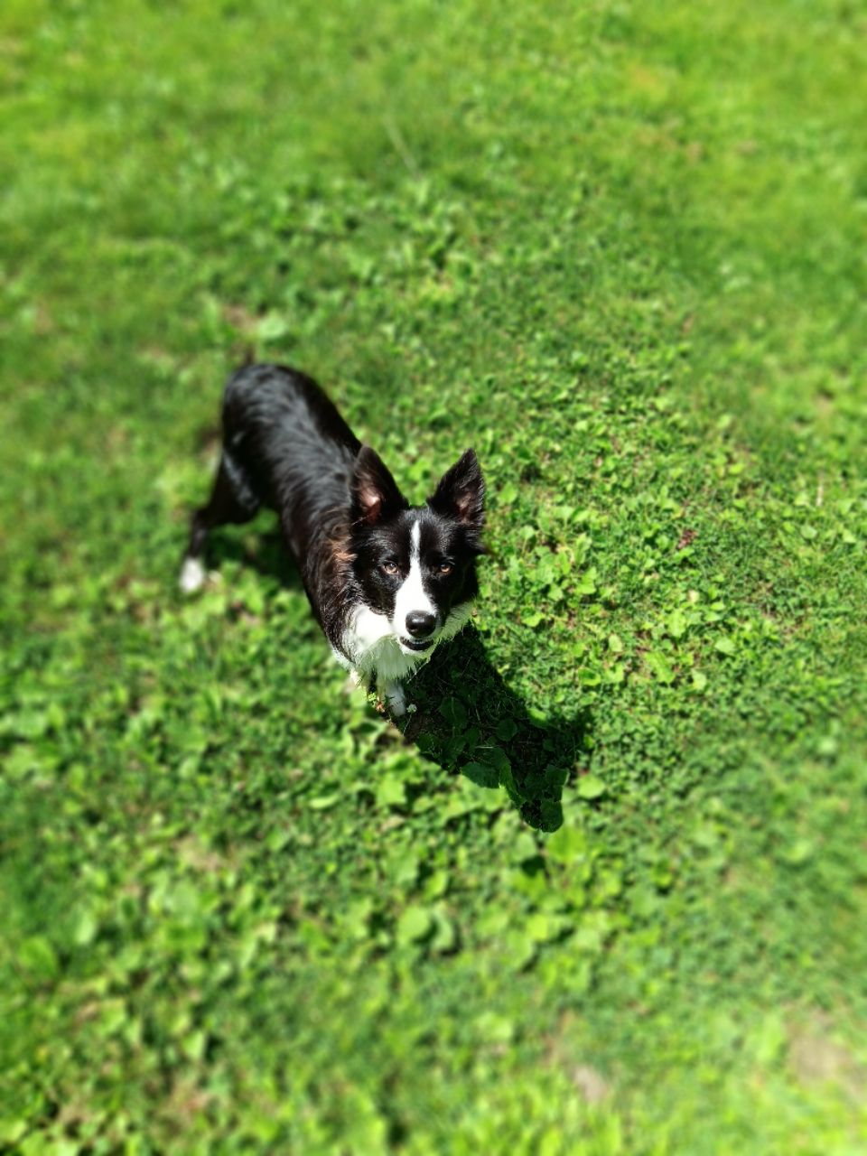 Image of Pittsfield Dog Park park in Pittsfield, Massachusetts, United States Image of Pittsfield Dog Park park in pittsfield, massachusetts, united-states