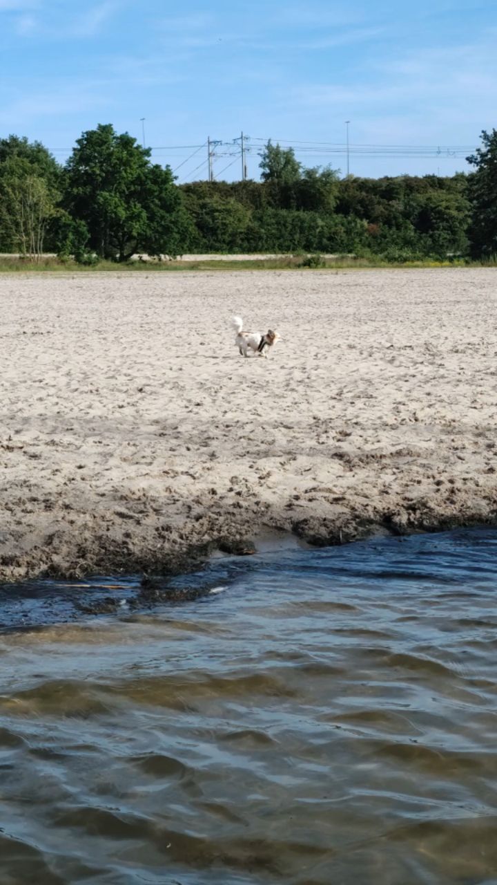 Image of Honden strand, Almeerderstrand park in Almere, Flevoland, Netherlands Image of Honden strand, Almeerderstrand park in almere, flevoland, netherlands