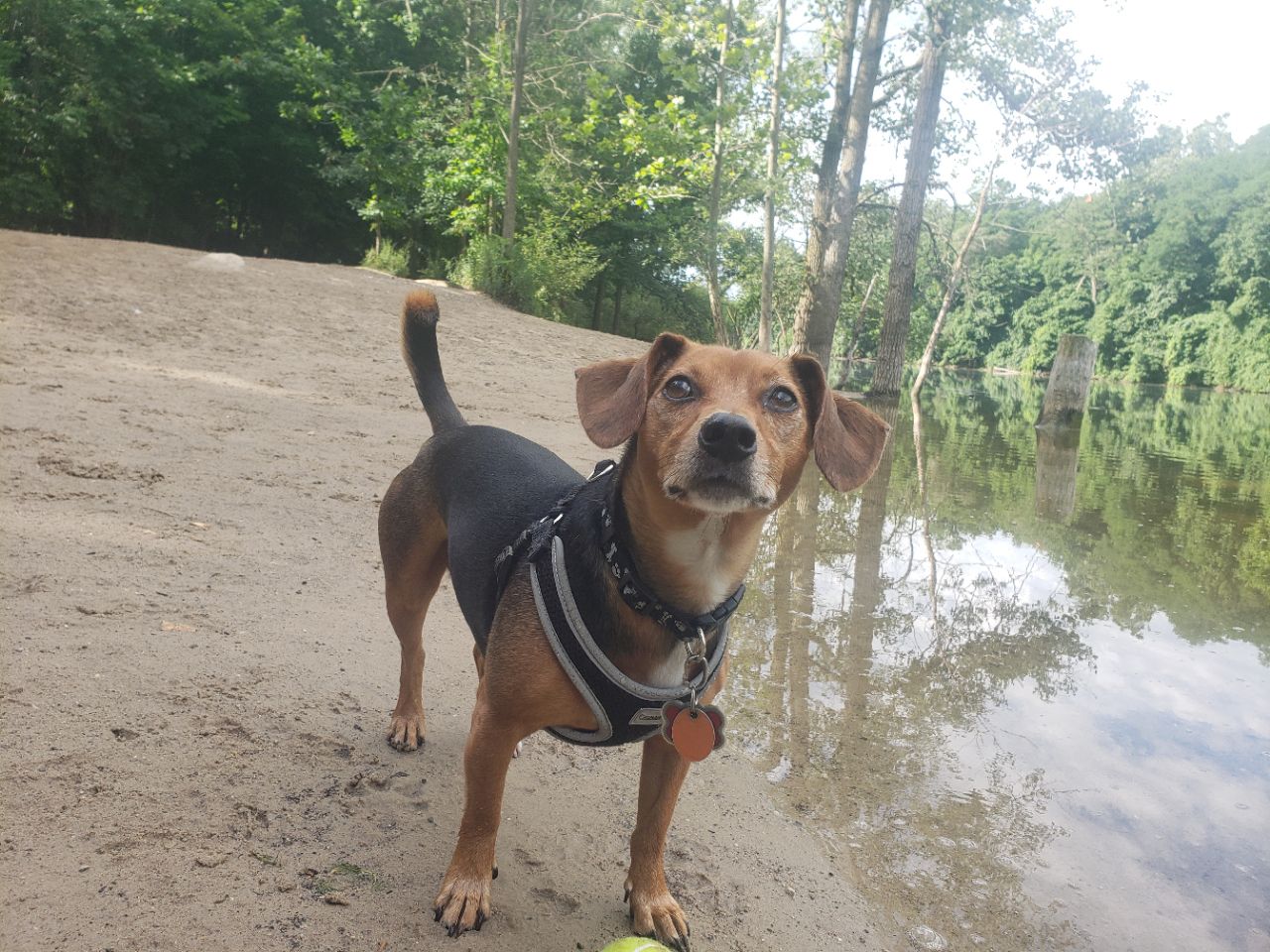 Image of Soldan Dog Park park in Lansing, Illinois, United States Image of Soldan Dog Park park in lansing, illinois, united-states