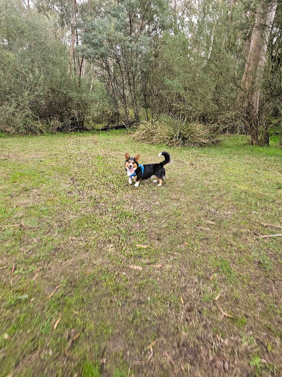 Image of Wingrove Park park in Eltham, Victoria, Australia Image of Wingrove Park park in eltham, victoria, australia