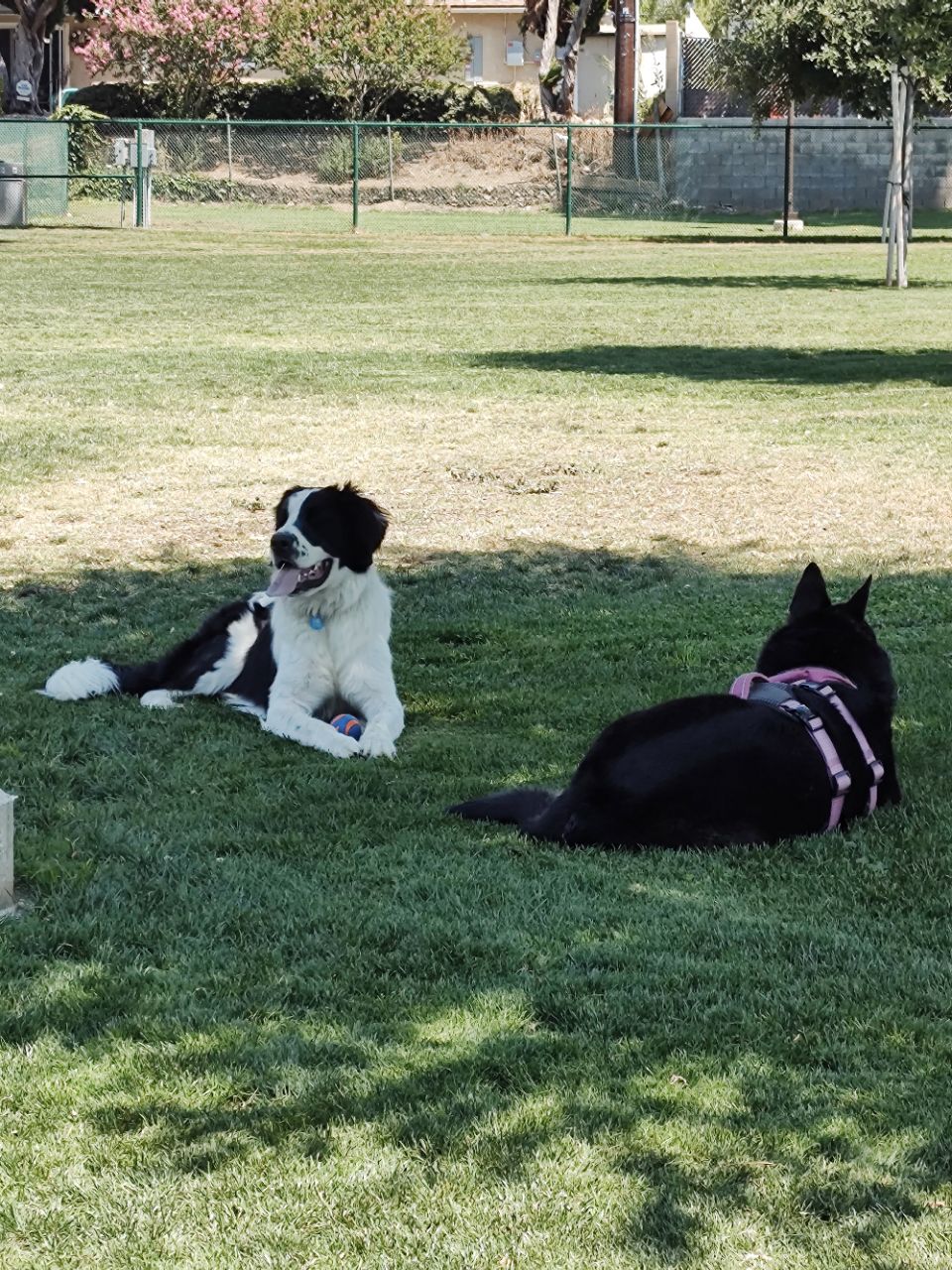 Image of Central Park Dog Park park in Rancho Cucamonga, California, United States Image of Central Park Dog Park park in rancho-cucamonga, california, united-states
