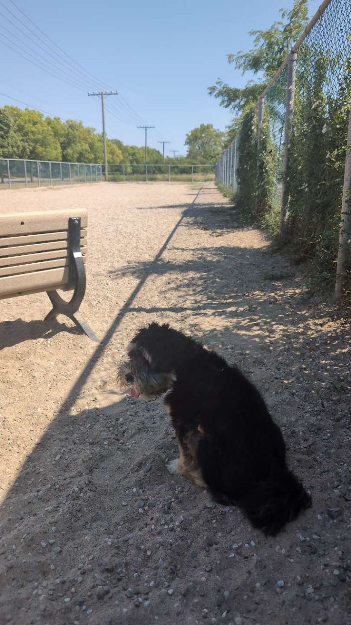 Where'S the Nearest Dog Park: Find Fun Spots Fast Today!