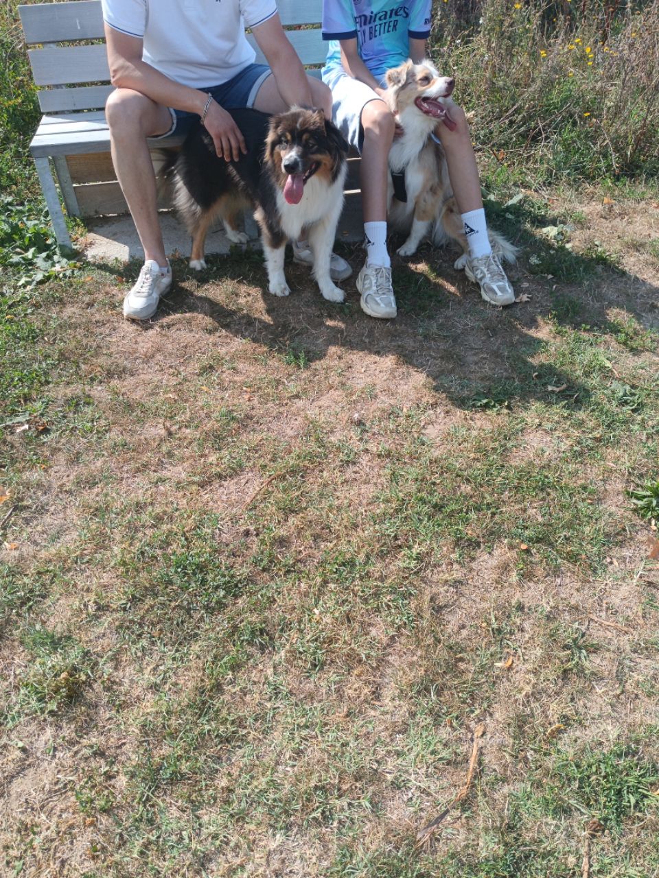 Image of Parc canin de l’île d’offard park in Saumur, Maine-et-Loire, France Image of Parc canin de l’île d’offard park in saumur, maine-et-loire, france