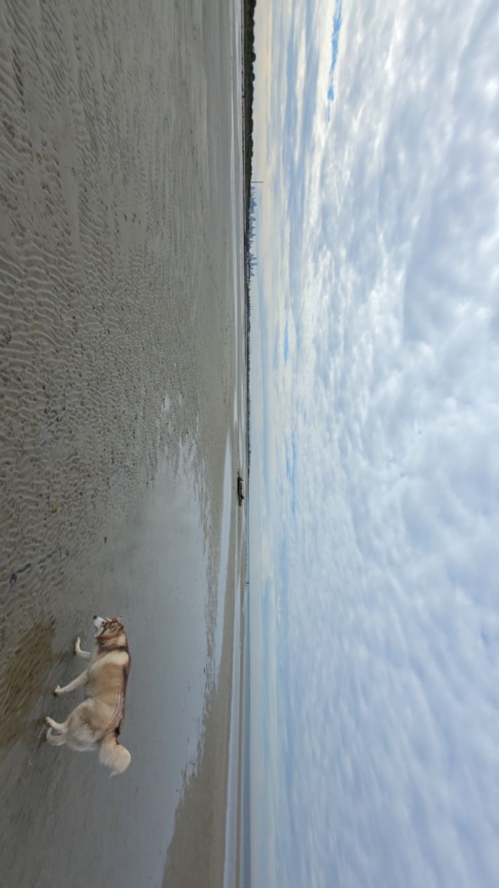 Image of Altona Beach Dog Off Leash Area park in Melbourne, Melbourne, Australia Image of Altona Beach Dog Off Leash Area park in melbourne, melbourne, australia