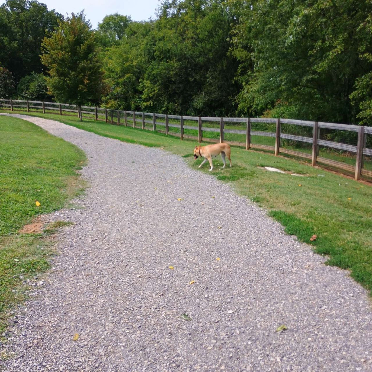 Image of Plumb Creek Dog Park park in Knoxville, Tennessee, United States Image of Plumb Creek Dog Park park in knoxville, tennessee, united-states