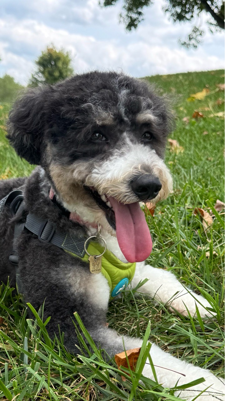 Image of Lower Allen Community Park park in mechanicsburg, pennsylvania, united-states