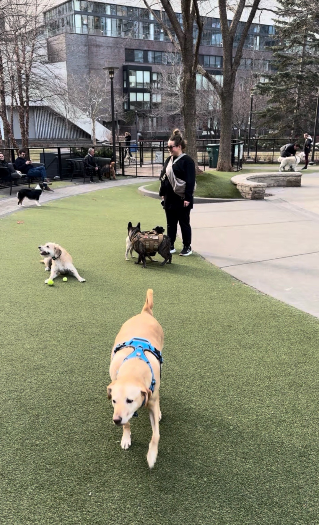 Image of Lakeshore East Dog Park park in chicago, illinois, united-states