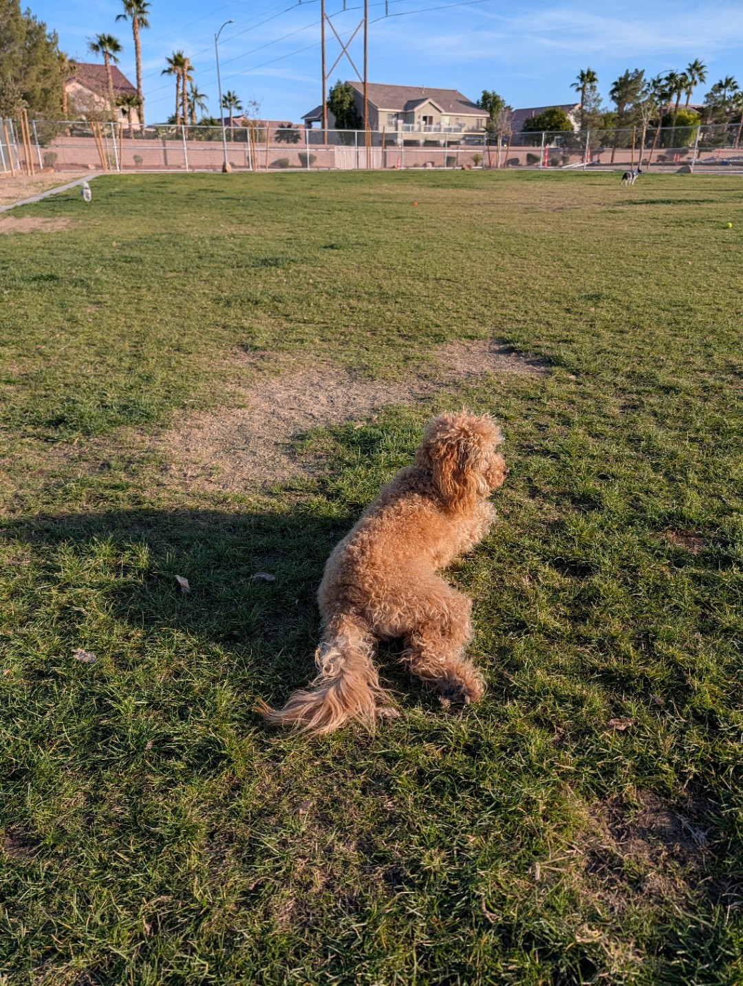 Image of Silverado Ranch Park park in las-vegas, nevada, united-states