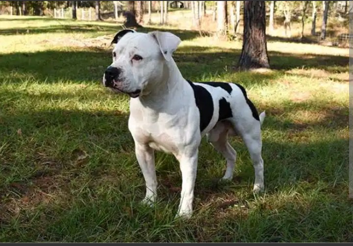 Image of Parc à chiens du parc Louis-Cyr park in montreal, quebec, canada