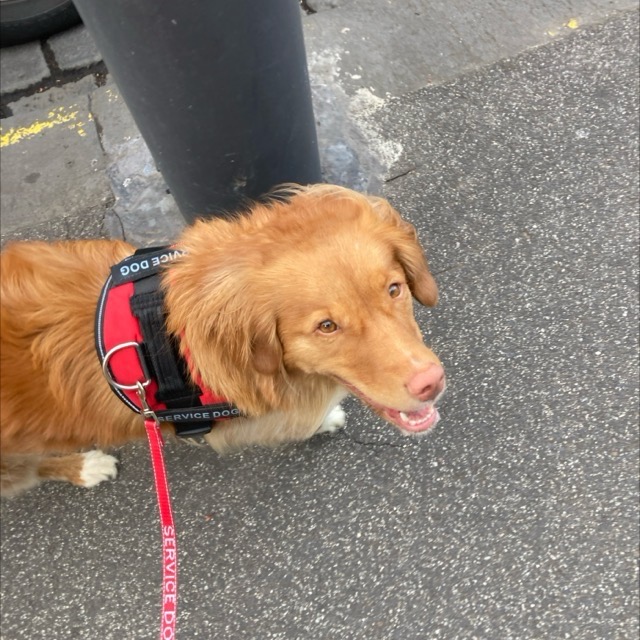 Image of Fawkner Park Dog Off Leash Area park in south-yarra, victoria, australia