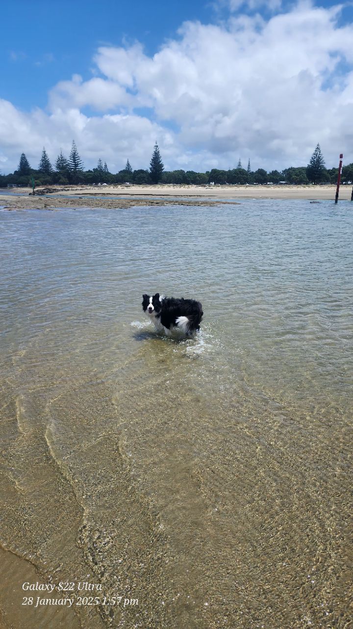Image of Amorino Dog Beach park in Hibiscus Coast, Auckland, New Zealand Image of Amorino Dog Beach park in hibiscus-coast, auckland, new-zealand