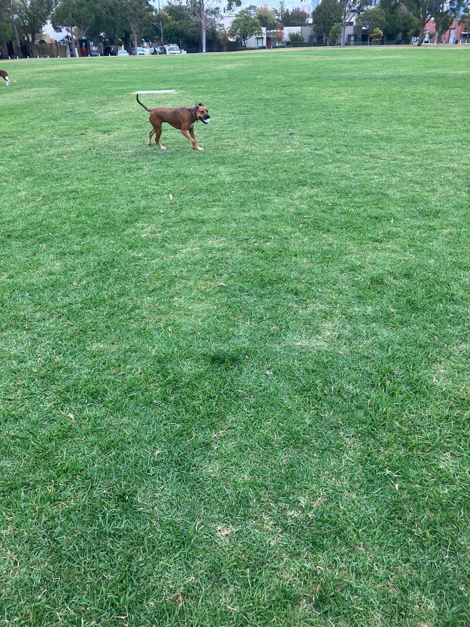 Image of Edinburgh Gardens Dog Off Leash Area park in Melbourne, Melbourne, Australia Image of Edinburgh Gardens Dog Off Leash Area park in melbourne, melbourne, australia