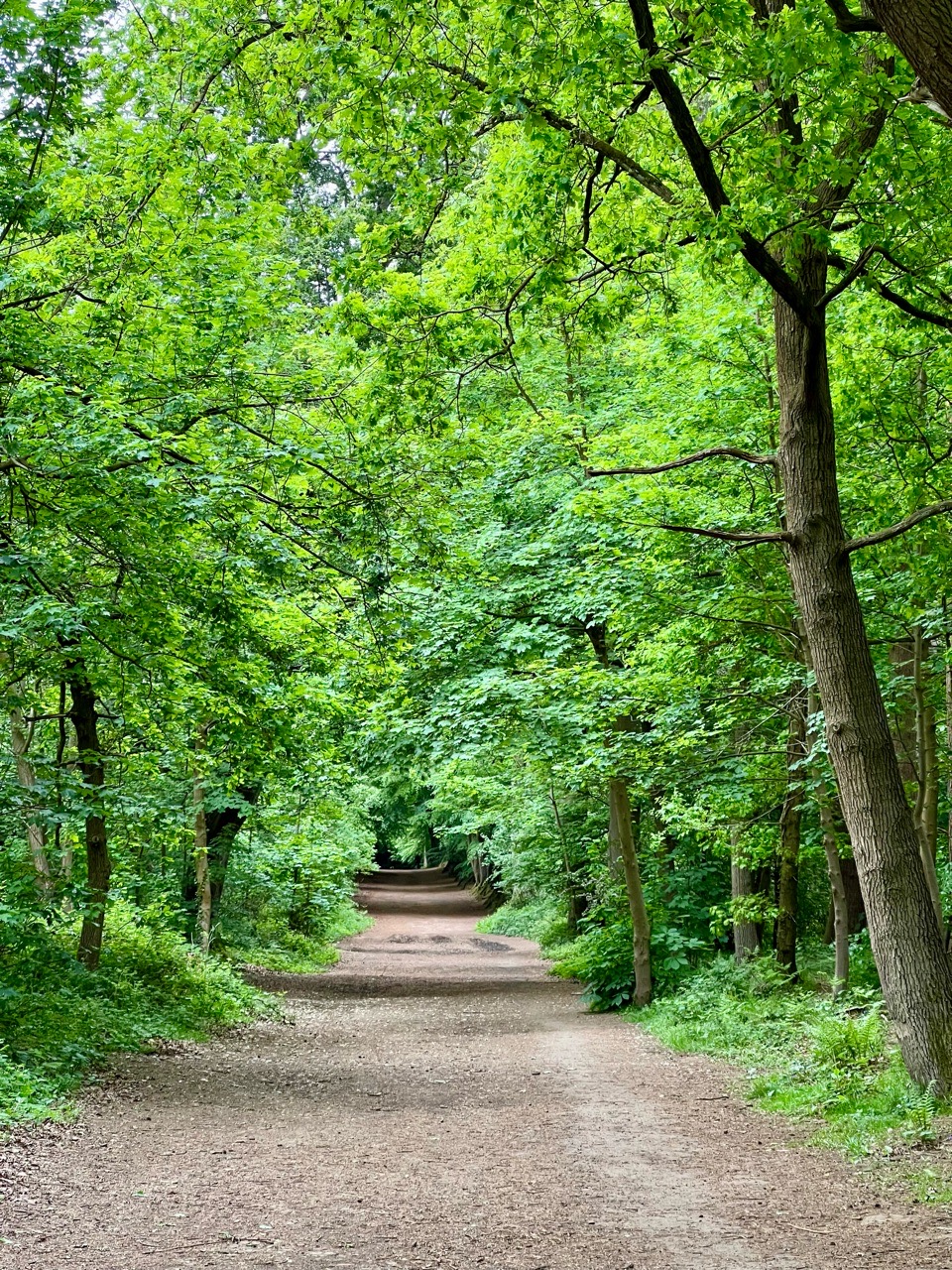 Image of Harlestone Firs Forest Walk park in Northampton, England, United Kingdom Image of Harlestone Firs Forest Walk park in northampton, england, united-kingdom