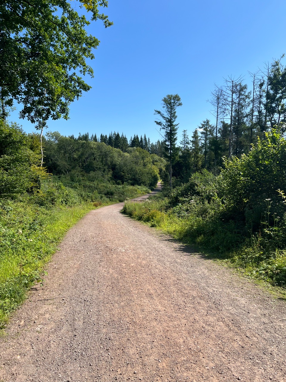 Image of Llwyn Hir Forestry Walk park in Rudry, Wales, United Kingdom Image of Llwyn Hir Forestry Walk park in rudry, wales, united-kingdom