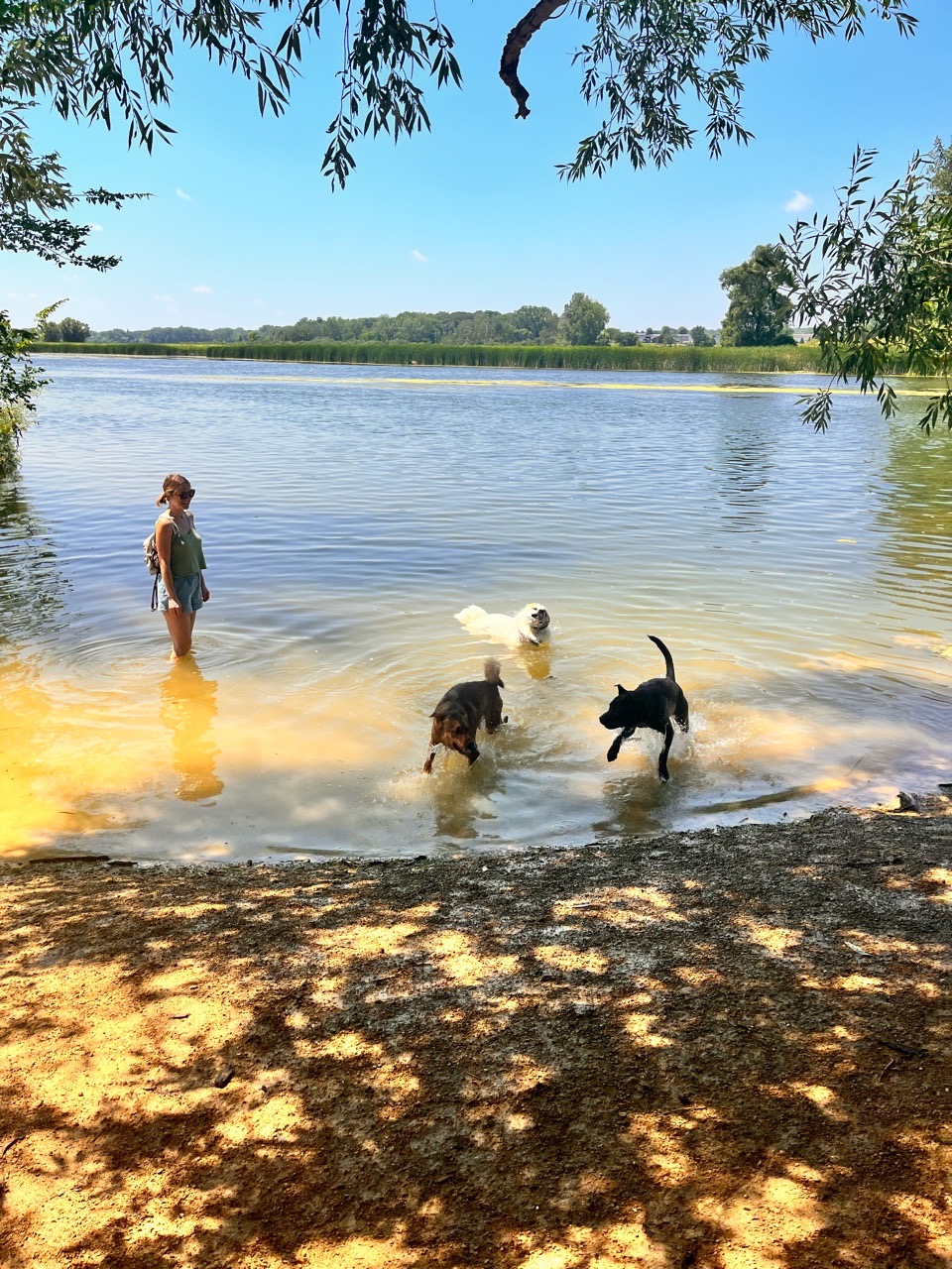 Image of Viking dog park / dog beach park in Stoughton, Wisconsin, United States Image of Viking dog park / dog beach park in stoughton, wisconsin, united-states