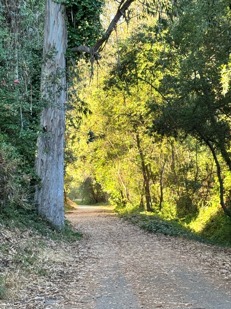 Image of University Terrace Dog Park park in Santa Cruz, California, United States Image of University Terrace Dog Park park in santa-cruz, california, united-states